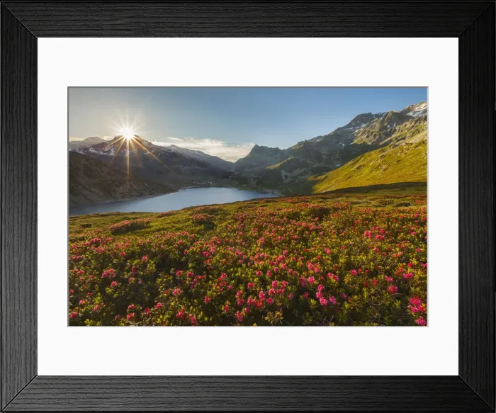 Framed Print : Sunset on Montespluga lake with blooming Rhododendron, Madesimo, Sondrio province Framed Print : Sunset on Montespluga lake with blooming Rhododendron, Madesimo, Sondrio province