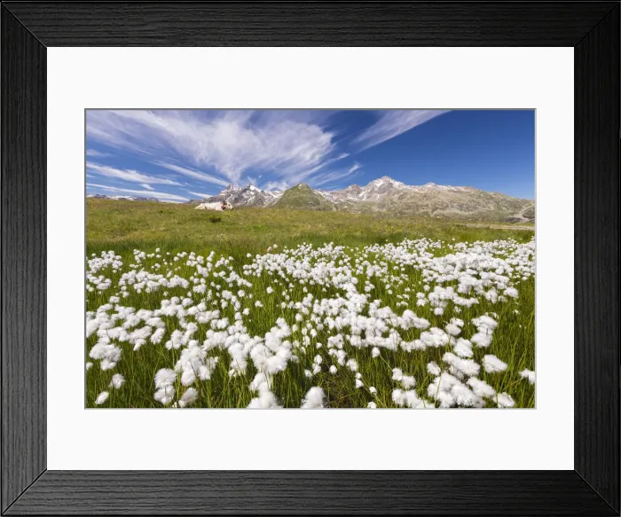 Framed Print : Blooming Cottongrass flowers (Eriophorum), Montespluga, Madesimo, Sondrio province Framed Print : Blooming Cottongrass flowers (Eriophorum), Montespluga, Madesimo, Sondrio province