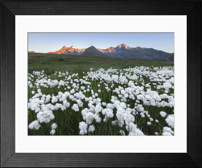 Framed Print : Spluga valley peaks with blooming Cottongrass flowers (Eriophorum), Montespluga, Madesimo Framed Print : Spluga valley peaks with blooming Cottongrass flowers (Eriophorum), Montespluga, Madesimo