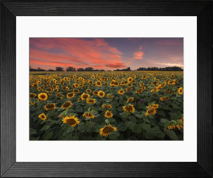 Framed Print : Sunset on Sunflowers field (Helianthus Annuus), Lurago Marinone, Como province, Lombardy