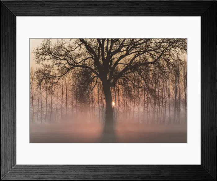 Framed Print : Turin province, Piedmont, Italy. Misty sunrise with oak
