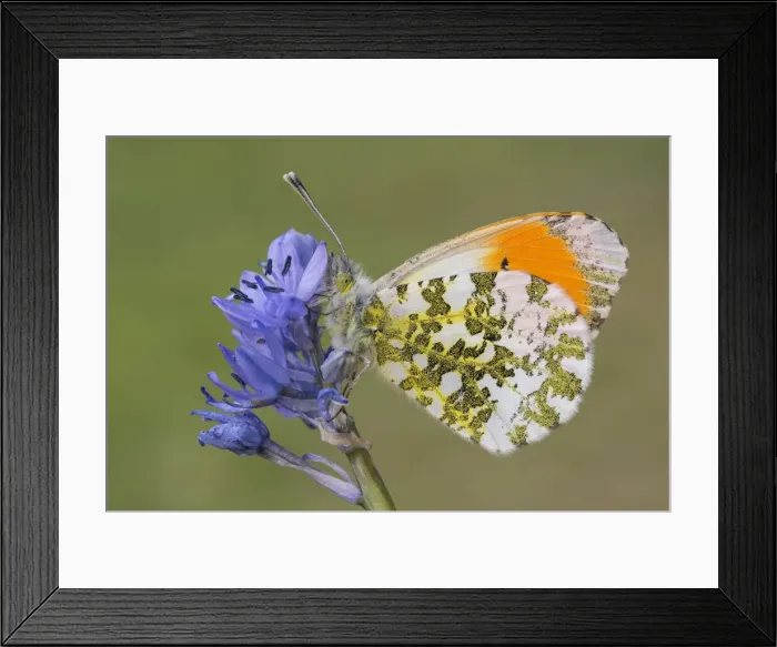 Framed Print : Anthocharis cardamines, Butterfly, Liguria, Vobbia, Genoa, Italy