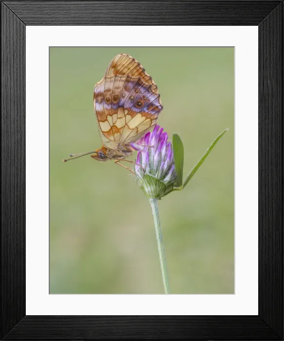 Framed Print : Brenthis daphne, Butterfly, Casareggio, Liguria, Italy Framed Print : Brenthis daphne, Butterfly, Casareggio, Liguria, Italy