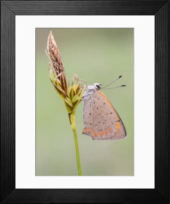 Framed Print : Lycaena phlaeas, Casareggio, Liguria, Italy