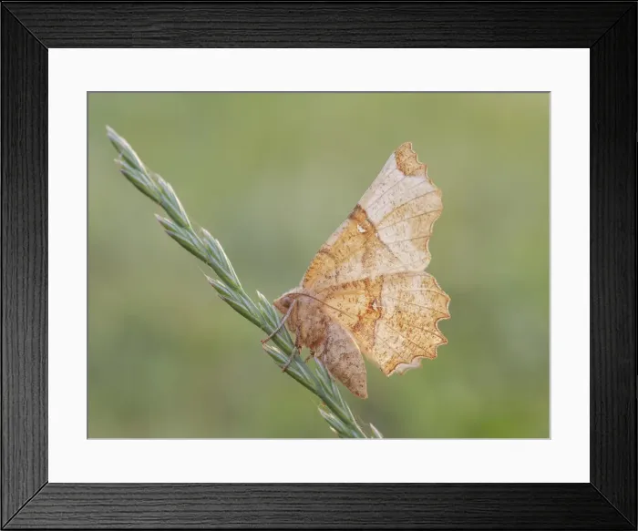 Framed Print : Selenia tetralunaria, Casareggio, Liguria, Italy