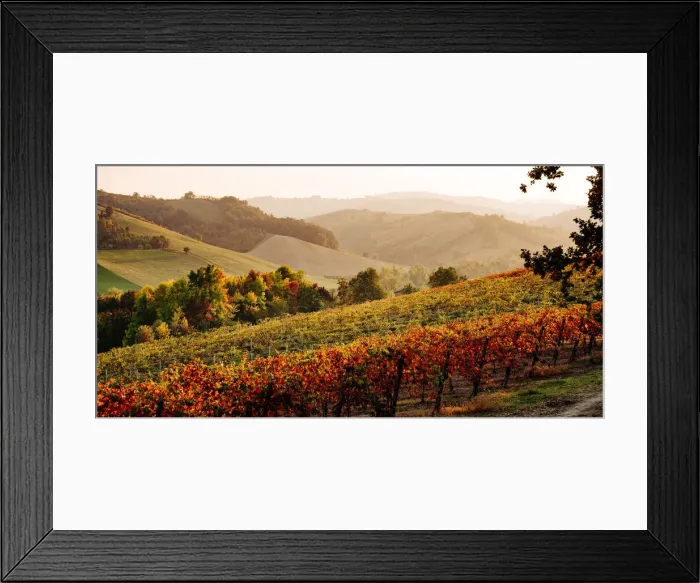 Framed Print : Castelvetro di Modena, Emilia Romagna, Italy. Autumn landscape with colorful vineyards Framed Print : Castelvetro di Modena, Emilia Romagna, Italy. Autumn landscape with colorful vineyards