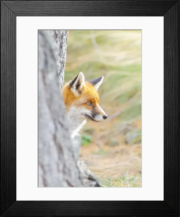 Framed Print : Red fox in autumn, Valle dell Orco, Gran Paradiso National Park, Graian alps Framed Print : Red fox in autumn, Valle dell Orco, Gran Paradiso National Park, Graian alps