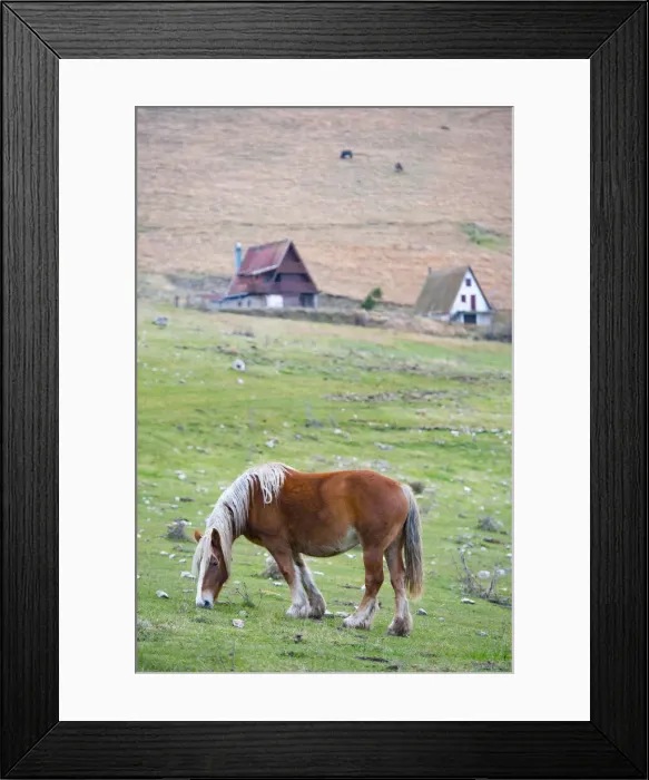 Framed Print : Italy, Umbria, Sibillini mountains, Horse in the field Framed Print : Italy, Umbria, Sibillini mountains, Horse in the field