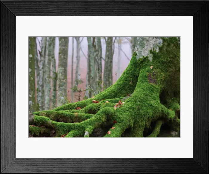 Framed Print : Italy, Tuscany, Apennines, Casentinesi Forests NP, Forest in Autumn Framed Print : Italy, Tuscany, Apennines, Casentinesi Forests NP, Forest in Autumn
