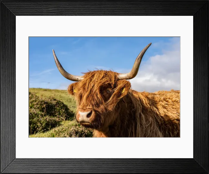 Framed Print : UK, Scotland, Isle of Skye: red cow Framed Print : UK, Scotland, Isle of Skye: red cow