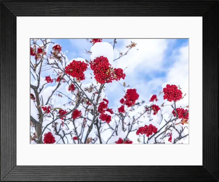 Framed Print : Snow over red berries on rowan tree branches Framed Print : Snow over red berries on rowan tree branches