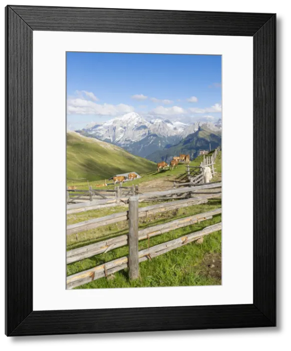 Framed Print : Cows grazing in the surrounding of Rifugio Sassopiatto with Marmolada in background Framed Print : Cows grazing in the surrounding of Rifugio Sassopiatto with Marmolada in background