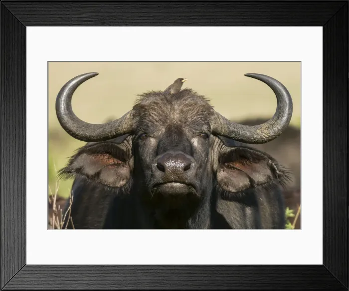 Framed Print : Cape Buffalo (Syncerus caffer), Masai Mara National Reserve, Kenya Framed Print : Cape Buffalo (Syncerus caffer), Masai Mara National Reserve, Kenya