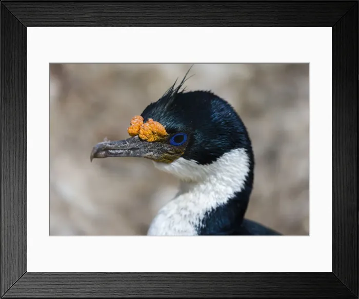Framed Print : Imperial shag (Leucocarbo atriceps), Sea Lion Island, Falkland Islands Framed Print : Imperial shag (Leucocarbo atriceps), Sea Lion Island, Falkland Islands
