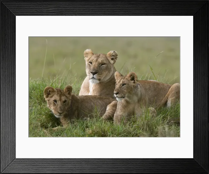 Framed Print : Lioness and cubs (Panthera leo), Masai Mara National Reserve, Kenya Framed Print : Lioness and cubs (Panthera leo), Masai Mara National Reserve, Kenya