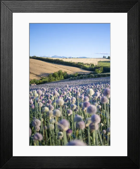 Framed Print : A field full of garlic flowers near Urbisaglia, Macerata district, Marche, Italy Framed Print : A field full of garlic flowers near Urbisaglia, Macerata district, Marche, Italy
