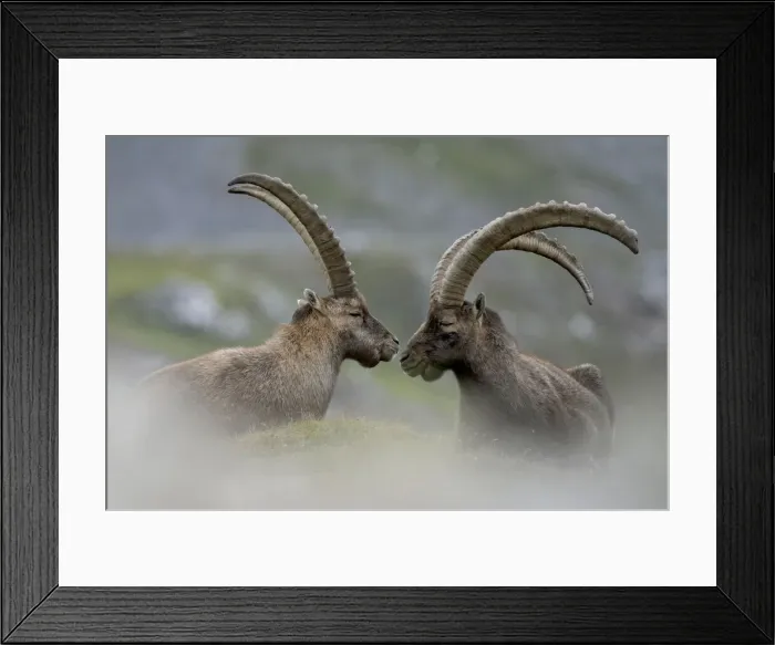 Framed Print : Livigno, Lombardy, Italy. Capra ibex Framed Print : Livigno, Lombardy, Italy. Capra ibex