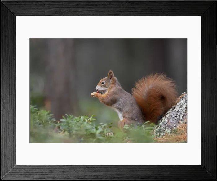 Framed Print : Switzerland Eurasian red squirrel Sciurus vulgaris