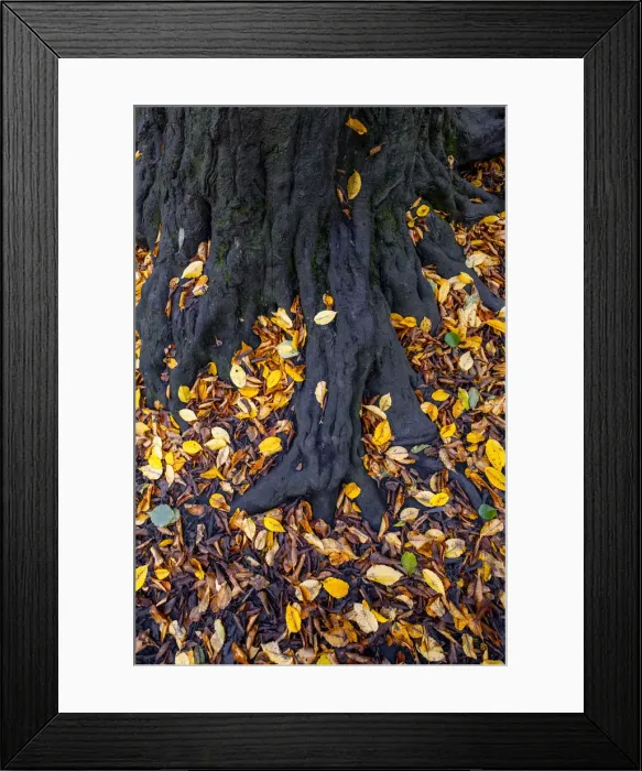 Framed Print : Europe, UK, England, Autumn leaves in parkland woods, detail of fallen beach leaves Framed Print : Europe, UK, England, Autumn leaves in parkland woods, detail of fallen beach leaves
