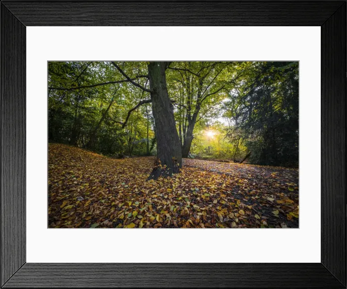 Framed Print : Europe, UK, England, low sunlight through Autumn leaves in beech woods Framed Print : Europe, UK, England, low sunlight through Autumn leaves in beech woods