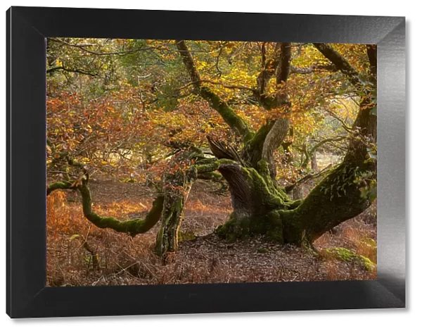 Twisted ancient oak tree in deciduous woodland, Dartmoor, Devon, England