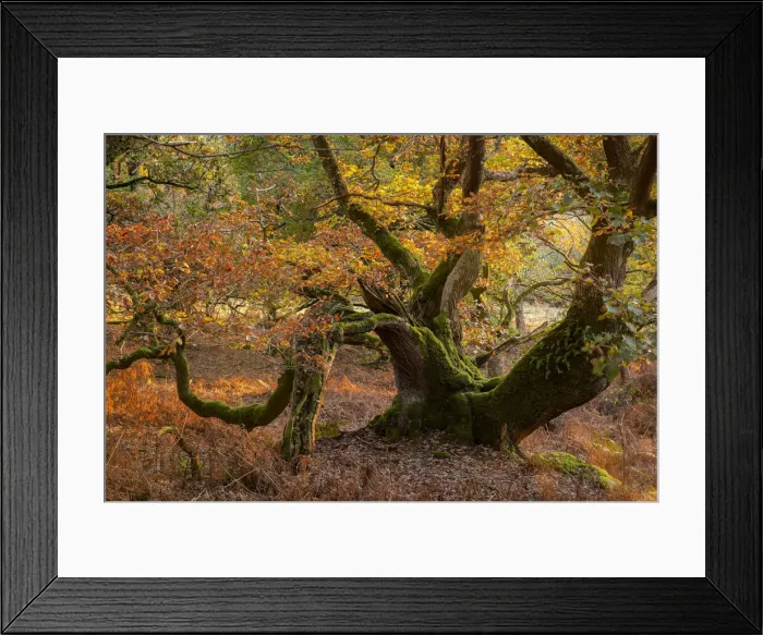 Framed Print : Twisted ancient oak tree in deciduous woodland, Dartmoor, Devon, England Framed Print : Twisted ancient oak tree in deciduous woodland, Dartmoor, Devon, England