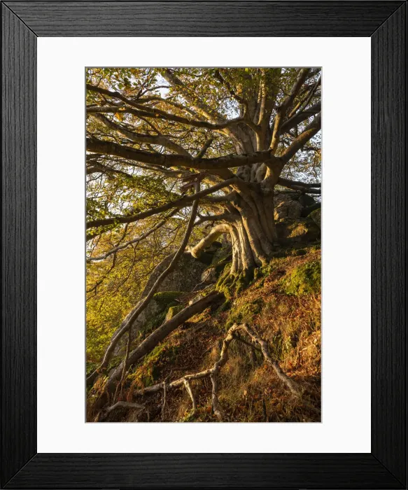 Framed Print : Majestic beech tree in deciduous woodland, Dartmoor, Devon, England Framed Print : Majestic beech tree in deciduous woodland, Dartmoor, Devon, England