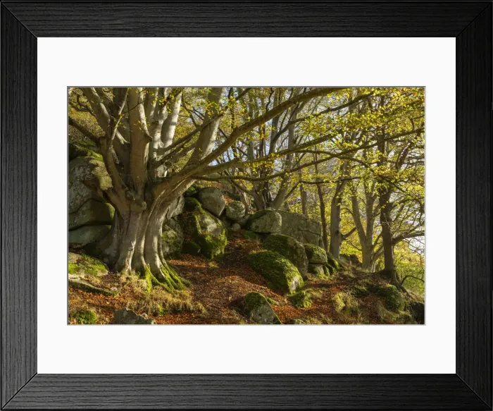 Framed Print : Ancient beech tree in autumn woodland, Dartmoor National Park, Devon, England Framed Print : Ancient beech tree in autumn woodland, Dartmoor National Park, Devon, England