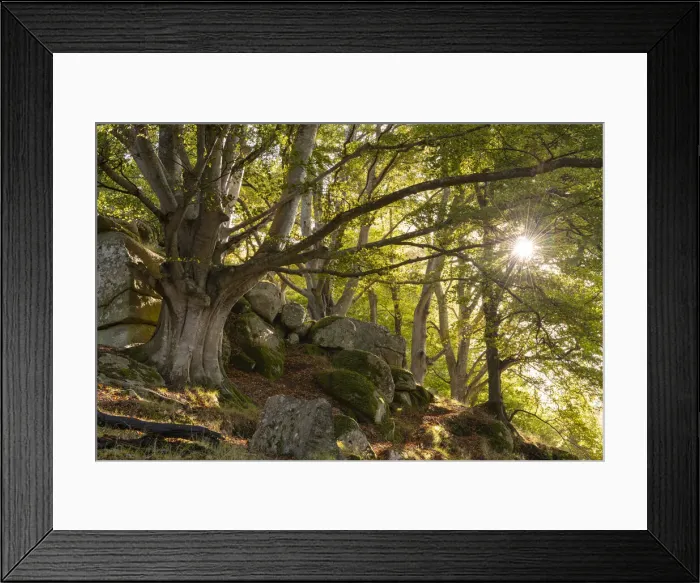 Framed Print : Morning sunshine streaming into a deciduous woodland, Dartmoor, Devon, England Framed Print : Morning sunshine streaming into a deciduous woodland, Dartmoor, Devon, England