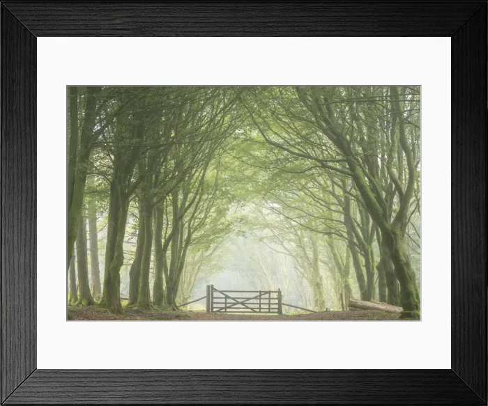 Framed Print : Gateway in deciduous woodland, Bellever Forest, Dartmoor, Devon, England