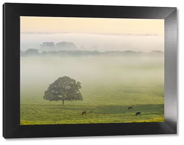 Cattle grazing in rolling countryside on a misty autumn morning, Devon, England