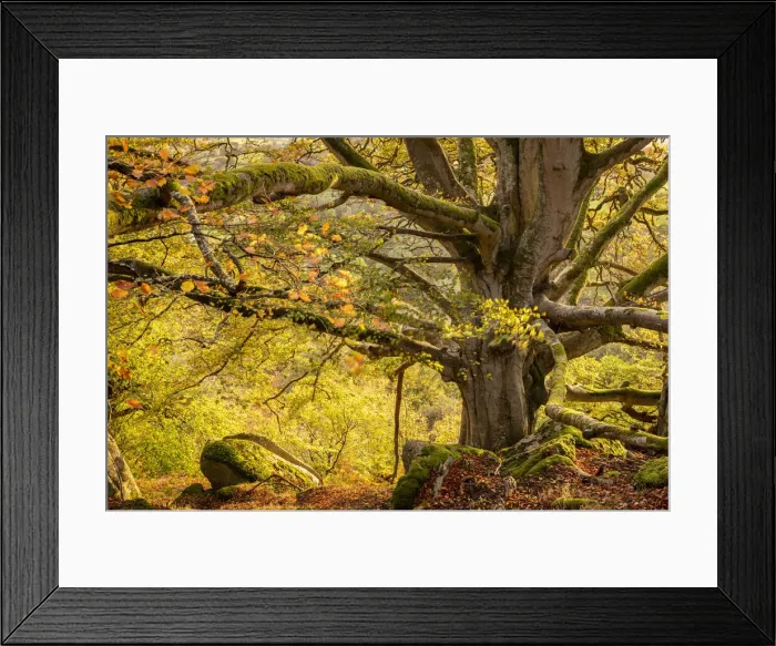 Framed Print : Ancient beech tree in autumn woodland, Dartmoor National Park, Devon, England Framed Print : Ancient beech tree in autumn woodland, Dartmoor National Park, Devon, England
