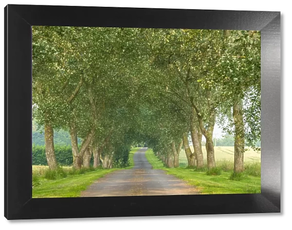 Country lane through avenue of trees, Devon, England. Summer (June) 2020