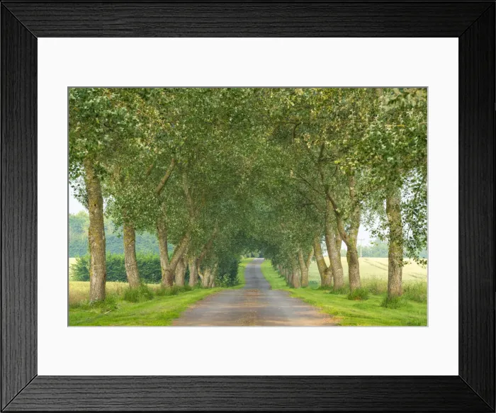 Framed Print : Country lane through avenue of trees, Devon, England. Summer (June) 2020 Framed Print : Country lane through avenue of trees, Devon, England. Summer (June) 2020