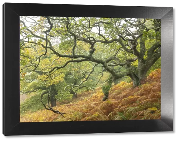 Magnificent oak tree in a deciduous woodland, Dartmoor, Devon, England