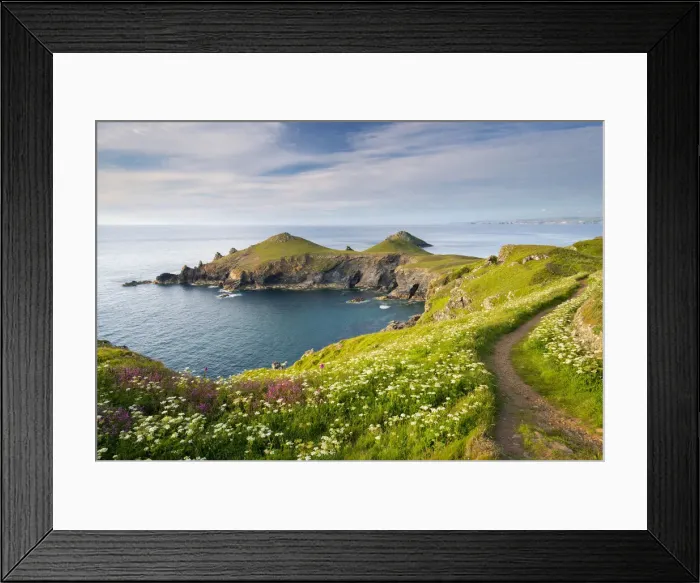 Framed Print : Wildflower on the clifftops overlooking The Rumps, North Cornwall, England Framed Print : Wildflower on the clifftops overlooking The Rumps, North Cornwall, England
