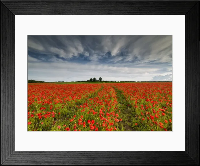 Framed Print : Field of English Poppies, Norwich, Norfolk, England Framed Print : Field of English Poppies, Norwich, Norfolk, England