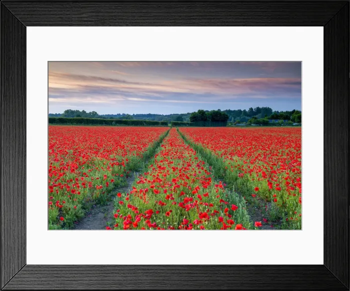 Framed Print : Field of English Poppies, Norwich, Norfolk, England Framed Print : Field of English Poppies, Norwich, Norfolk, England