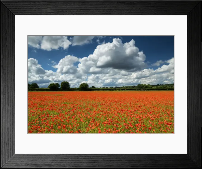 Framed Print : Field of English Poppies, Norwich, Norfolk, England Framed Print : Field of English Poppies, Norwich, Norfolk, England