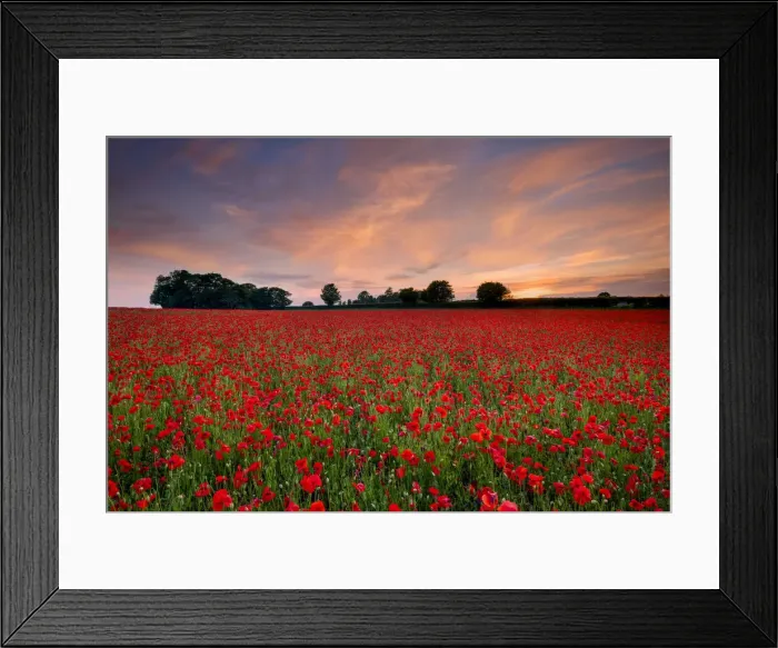 Framed Print : Field of English Poppies at Sunset, Norwich, Norfolk, England Framed Print : Field of English Poppies at Sunset, Norwich, Norfolk, England