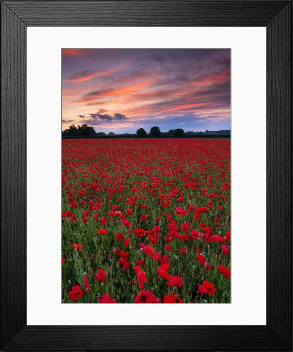 Framed Print : Field of English Poppies at Sunset, Norwich, Norfolk, England