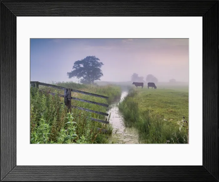 Framed Print : Cows Grazing on Halvergate Marsh in Mist, Norfolk, England