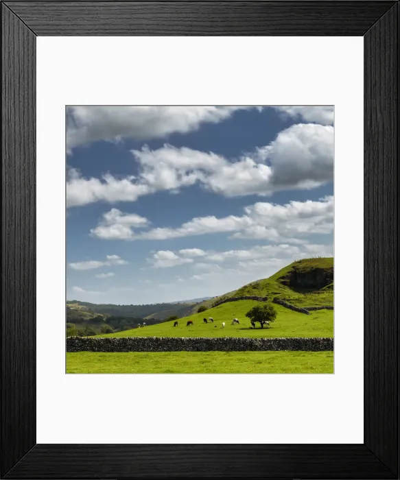 Framed Print : Grazing Cows & Lone Tree, Peak District National Park, Derbyshire, England Framed Print : Grazing Cows & Lone Tree, Peak District National Park, Derbyshire, England