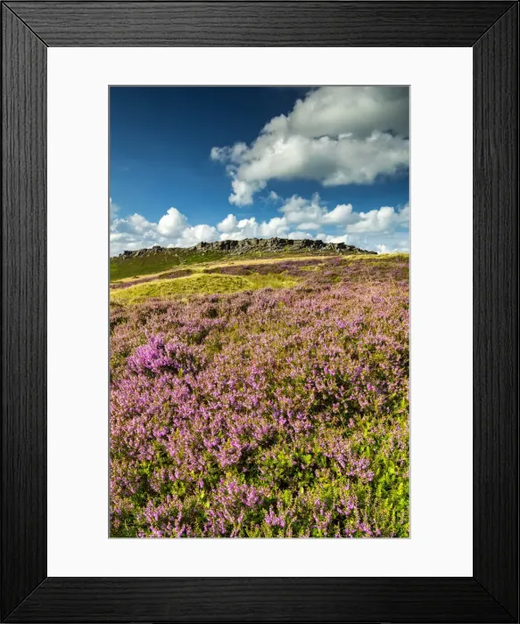 Framed Print : Blooming Heather Below Stanage Edge, Peak District National Park, Derbyshire, England Framed Print : Blooming Heather Below Stanage Edge, Peak District National Park, Derbyshire, England