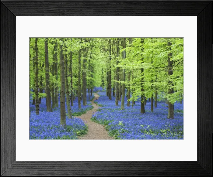 Framed Print : Bluebell Woodland, Bluebells growing in forest beside beech trees, Hertfordshire, England Framed Print : Bluebell Woodland, Bluebells growing in forest beside beech trees, Hertfordshire, England