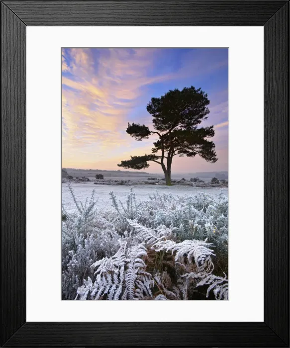 Framed Print : A frosty morning at Bratley Common, New Forest, Hampshire, England