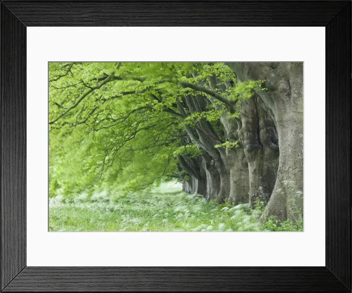 Framed Print : Avenue of beech (fagus sylvatica) in spring, Kingston Lacy, Wimborne, Dorset, England