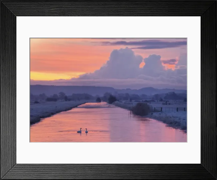Framed Print : Pair of swans on Kings Sedgemoor Drain, Somerset Levels, Somerset, England Framed Print : Pair of swans on Kings Sedgemoor Drain, Somerset Levels, Somerset, England