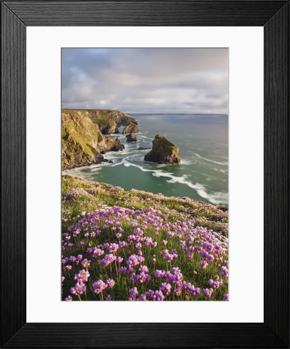 Framed Print : Coastline at Bedruthan Steps in spring with flowering thirft in foreground, St Eval Framed Print : Coastline at Bedruthan Steps in spring with flowering thirft in foreground, St Eval