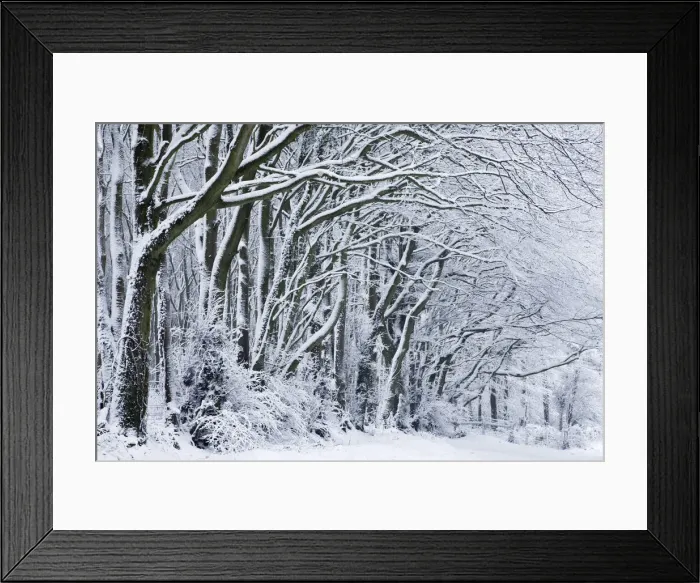 Framed Print : Snow covered trees near Compton Abbas, Dorset, England